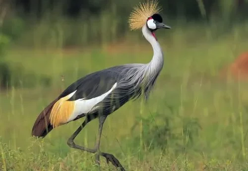 9 Days Uganda Bird Watching Tour
