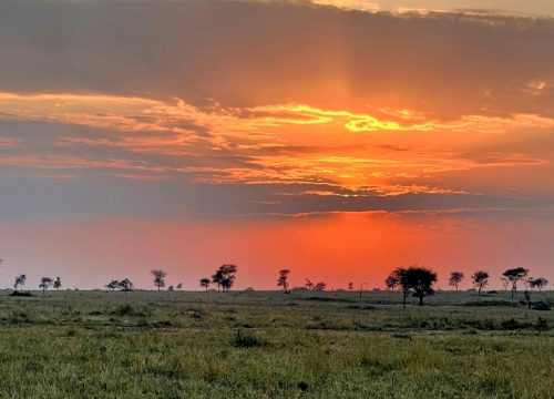 5 Days Uganda Gorilla Habituation Experience