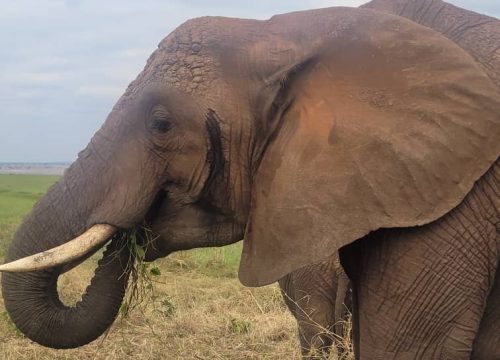 7-Day Zanzibar & Safari Adventure