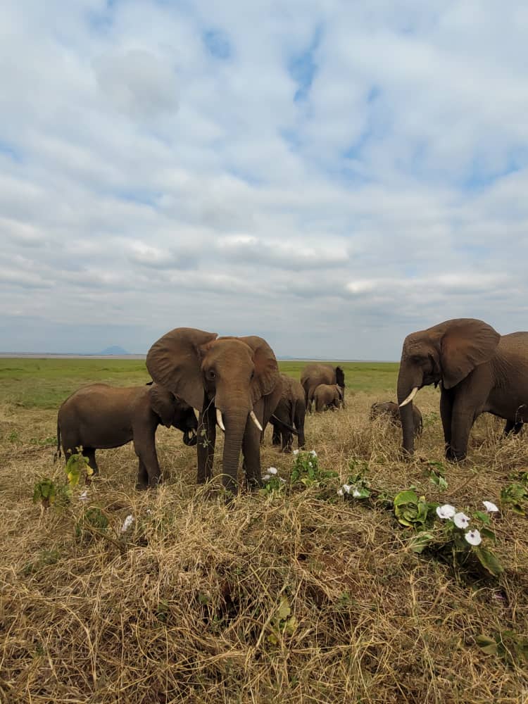 Samburu, Shaba and Buffalo Springs Reserves