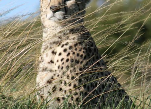 5 Days Best of Wildlife Safari