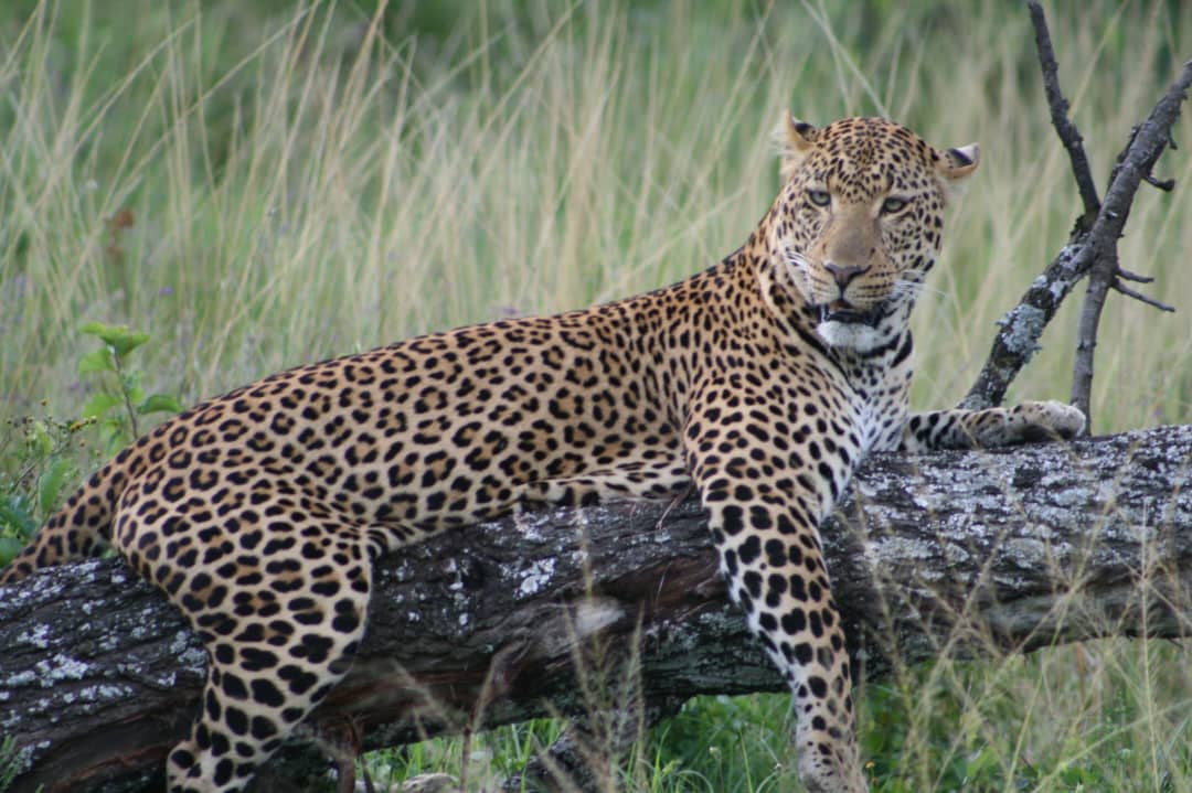 Tsavo East and Tsavo West National Parks