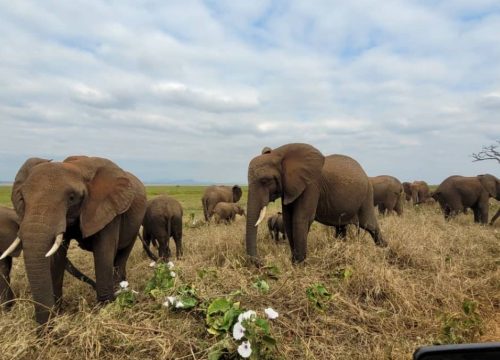 Honeymoon Safari Tour