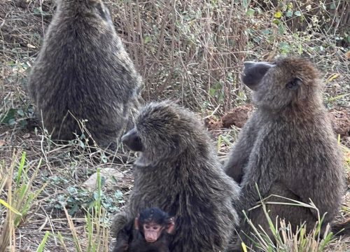 Gorilla Trekking in Rwanda: A Journey Into the Volcanoes National Park