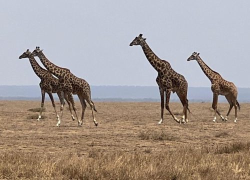 The Ultimate East Africa Safari Experience: From the Serengeti to Ngorongoro