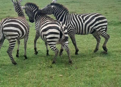 3 Days Ngorongoro Crater Safari