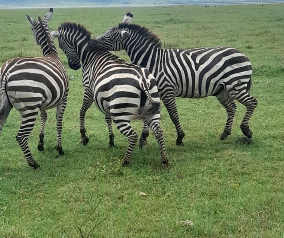 Nairobi National Park