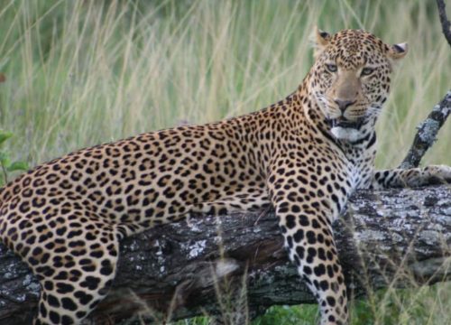 LUXURIOUS MIGRATION TOUR